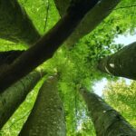 Trees from below